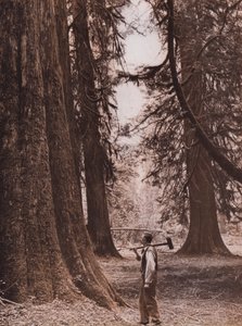 Douglassparren, British Columbia, Canada (z/w foto)