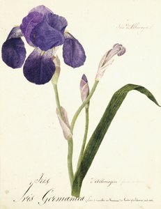 Duitse iris; Iris Germanica