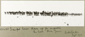 N.Z.M.F.A. transportpaarden opgesteld voor inspectie op het strand, Khan Yunis, september 1917