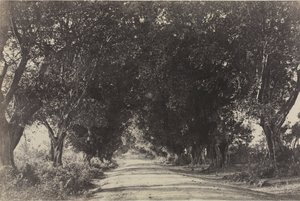 Laan van de Banianbomen, Seringham, India