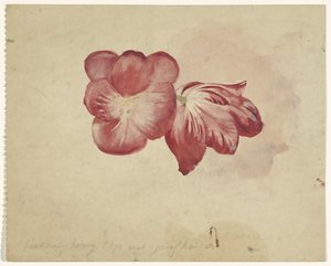 Twee rode tulpen