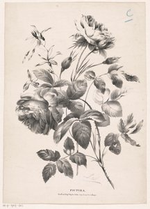 Twee rozen