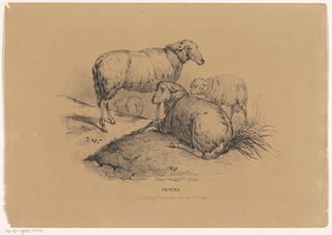 Vier schapen door Carel Christiaan Antony Last