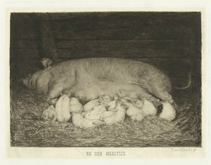 Zeug met biggen liggend in stal (title on object)