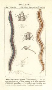 Bar-tandige nereid, Perinereis nuntia en nereid, Syllis armillaris door Carini Carini