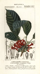 Cyrtandre plant, Cyrtandra staminea door Carini Carini