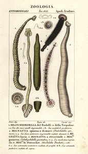 Visbloedzuiger en zoetwaterbloedzuigers: Branchiobdellida, Pontobdella spinosa, Whitmania laevis, Hirudo vittata, Piscicola geometra, Ichthyobdella geometra, Geobdella trochetii door Carini Carini