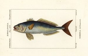 Grotere amberjack, Seriola dumerili
