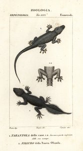 Huismuurgekko, Hemidactylus frenatus, en breedstaartgekko, Phyllurus platurus door Carini Carini