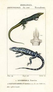 Jungle-renner, Ameiva ameiva, Lucertola ameiva 1 en gouden teju, Tupinambis teguixin, Salvaguardia d