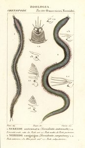 Leodice antennata, Nereidonta antennata 1, en Eunice sanguinea, Nereidonta sanguinea 2 door Carini Carini