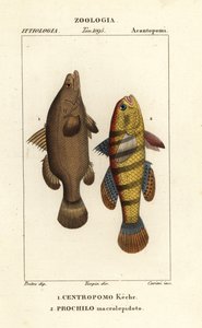 Nijlbaars, Lates niloticus, en slaper vis of grondel, Ophiocara macrolepidota door Carini Carini