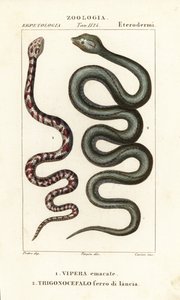 Ringhals cobra, Hemachatus haemachatus 1, en Martinique lanspuntslang, Bothrops lanceolatus 2