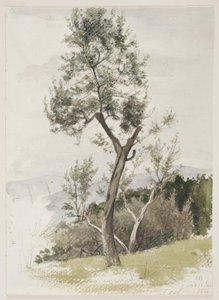 Bomen op een berghelling door Carl Bloch