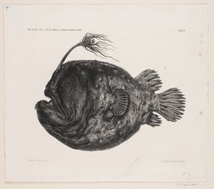 Natuurhistorische tekening door Carl Christian Larsen Cordts