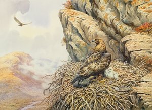 Gouden Adelaars bij Eyrie