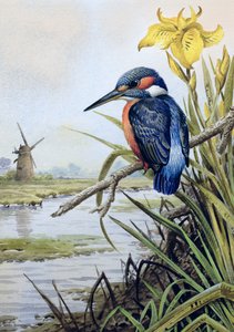 IJsvogel met Gele Lis en Windmolen