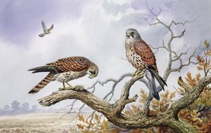 Torenvalkenpaar door Carl Donner