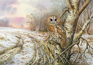 Bosuil door Carl Donner