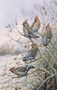 Pestvogels