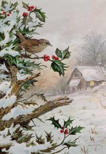 Winterkoninkje in hulststruik bij een huisje