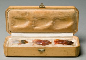 Set van drie vissen in originele doos, ca. 1890