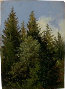 Firs door Carl Gustav Carus