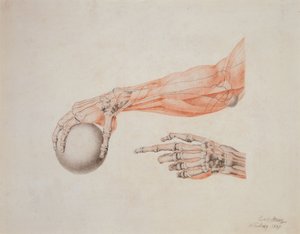 Anatomische handen, 1837