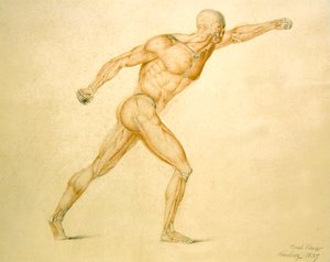 Anatomische Spieren van een Man in Volledige Strekking door Carl Haag