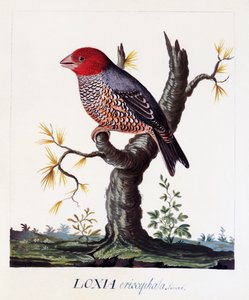 Loxia erythrocephala (Amadina erythrocephala), Roodkopvink, aquarel door Carl Linnaeus