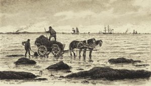 Boeren rijden zeewier
