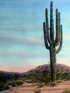 Verenigde Staten van Amerika, Arizona, Reuzencactus in de Sonora-woestijn, circa 1920