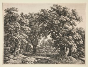 Boslandschap