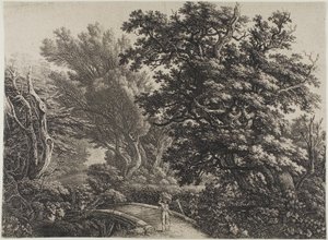 Rustieke brug in een verward bos