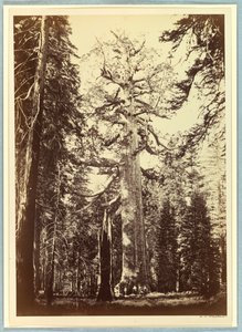 De Grizzly Giant, Mariposa Grove, Yosemite