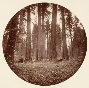 James King of William. Keyston State etc. Calaveras Grove door Carleton Emmons Watkins