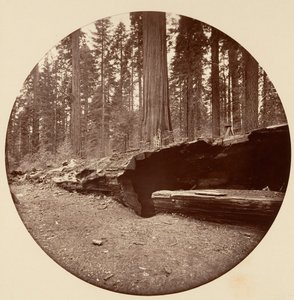 Mammoth Three Grove Hotel Calaveras Co Cal. door Carleton Emmons Watkins