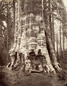 Moeder van het bos