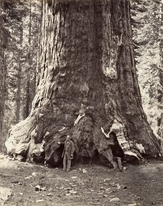 Sectie van de Grizzly Giant door Carleton Emmons Watkins