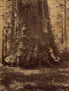 Sectie van de Grizzly Giant met Galen Clark, Mariposa Grove, Yosemite, 1865-66