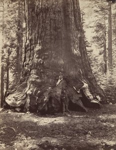 Sectie van de Grizzly Giant met Galen Clark, Mariposa Grove, Yosemite, 1865-66, gedrukt ca. 1876
