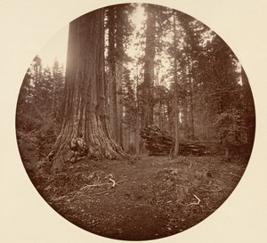 De Vader van het Woud - C. Grove door Carleton Emmons Watkins