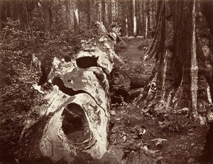 De Vader van het Woud door Carleton Emmons Watkins