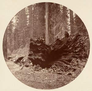 De Vader van het Woud 450 ft C. Grove, ca. 1878 door Carleton Emmons Watkins
