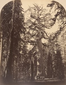 De griezelige reus, Mariposa Grove, Yosemite, 1861