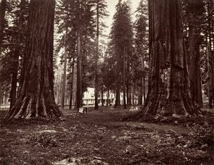 Het Hotel van Mammoth Grove, ca. 1872, gedrukt ca. 1876 door Carleton Emmons Watkins