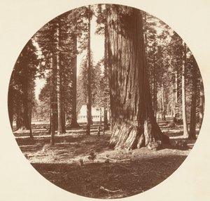 Het Mammoth Grove Hotel vanuit het Grove - Calaveras door Carleton Emmons Watkins