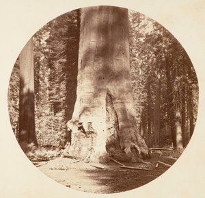 De moeder van het bos - Calaveras Grove