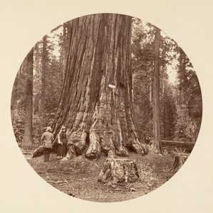 De Trots van het Bos - Calaveras Grove, ca. 1878