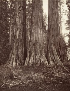 De drie Gratiën door Carleton Emmons Watkins